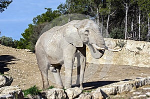 Beautiful elephant in safari park