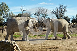 Beautiful elephant in safari park