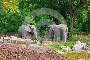 Beautiful elephants in zoo on sunny day