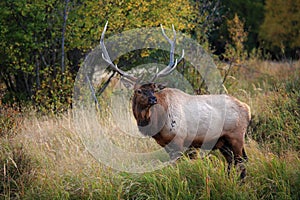 Beautiful Elk