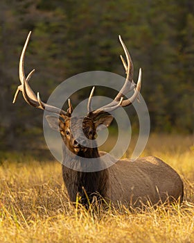 Beautiful elk photographed at golden hour - Cervus canadensis nelsoni