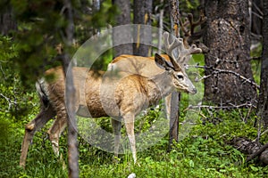 Beautiful elk in Yellowstone National Park