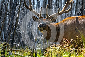 Beautiful Elk Yellowstone National Park