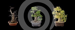 Beautiful elm bonsai, four years of development