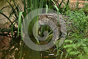 Beautiful and elusive fishing cat in the nature habitat near water.