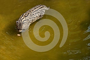 Beautiful and elusive fishing cat in the nature habitat near water. photo