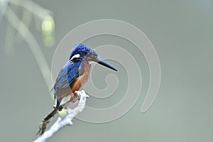 Beautiful elvet and wet blue feathers proudly perching on wooden branch in stream while fishing