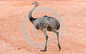 Beautiful Ema or Greater Rhea Rhea americana in the Brazilian wetland