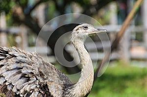 Beautiful Ema or Greater Rhea Rhea americana in the Brazilian wetland