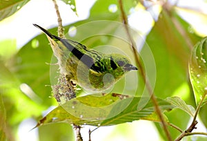 Beautiful Emerald Tanager Tangara florida in the rainfoerest photo