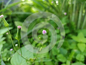 Beautiful emilia sonchifolia flower with green blurring background.