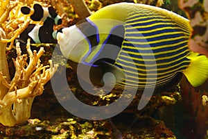 Beautiful Emperor angelfish Pomacanthus imperator among coral reef