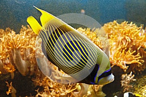 Beautiful Emperor angelfish Pomacanthus imperator among coral reef