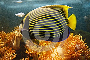 Beautiful Emperor angelfish Pomacanthus imperator among underwater coral reef