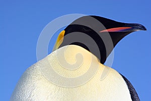 Beautiful Emperor penguin