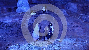 Beautiful Emperor penguins sit on rocks under ultraviolet lights in the zoo. Penguins in blue light