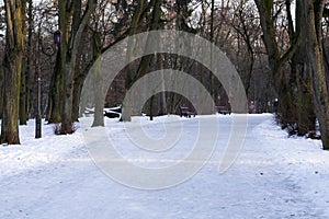 Beautiful empty alley in winter frosty park surrounded with trees. Concept of walkink, healthy lifestyle, leisure, relax and