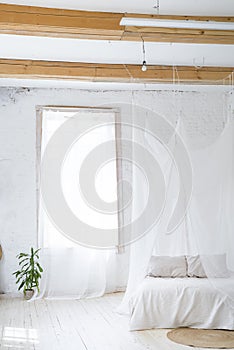 Beautiful empty interior with a palm tree and curtain. Idea of white minimalist room with sofa. Scandinavian interior