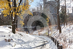 Beautiful Empty Winter Trail at Central Park Covered with Snow in New York City with Colorful Trees on a Sunny Day