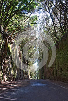 Beautiful enchanted forest of Pijaral in Tenerife, Canary Islands. Path surrounded by trees in nature photo