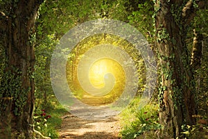 Beautiful enchanting foot path through a fairy tale woodland leading to a bright eternal light