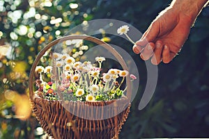 Decoratively arranged floral spring basket with daisy flowers on a table in the garden photo