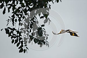 Beautiful endangered great hornbill on a tree in Kaziranga