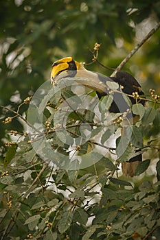 Beautiful endangered great hornbill on a tree in Kaziranga