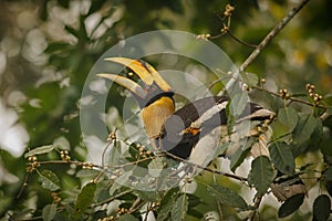 Beautiful endangered great hornbill on a tree in Kaziranga