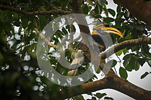 Beautiful endangered great hornbill on a tree in Kaziranga