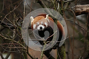 Beautiful endangered red panda on a green tree.