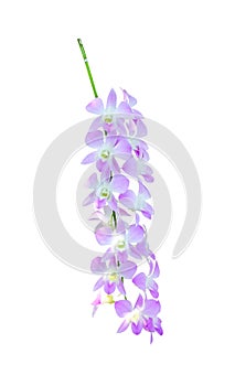 Beautiful endrobium orchids flower or long pink purple dendrobium hybrid blooming isolated on white background clipping path