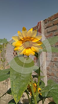 Beautiful Energetic Sunflower On a Long Sliding Leafe