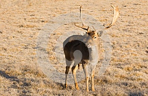 Beautiful Engaged Wildlife Young Male Buck Deer Standing Animal