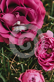 Beautiful engagement ring with a diamond close-up with a wedding gold ring in a pink rose lying on the grass