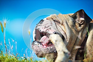 Beautiful Engish Bulldog outdoors playing