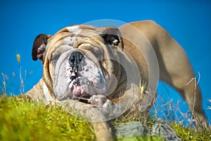 Beautiful Engish Bulldog outdoors playing