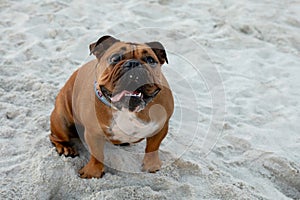 A beautiful English Bulldog on Camps Bay beach in Cape Town