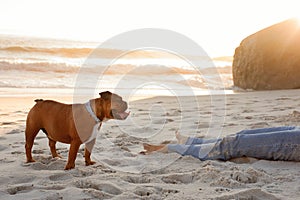 A beautiful English Bulldog on Camps Bay beach in Cape Town