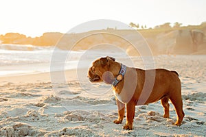 A beautiful English Bulldog on Camps Bay beach in Cape Town