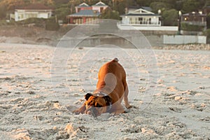 A beautiful English Bulldog on Camps Bay beach in Cape Town