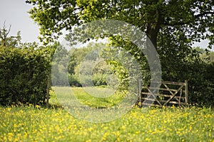 Beautiful English countryside landscape image of meadow in Spring sunshine photo