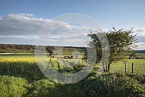 Beautiful English countryside landscape over fields at sunset