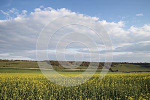 Beautiful English countryside landscape over fields at sunset