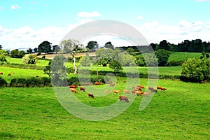 beautiful English countryside landscape in summer near Ludlow in England