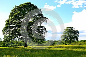 beautiful english countryside in summer