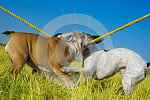 Beautiful english and french bulldog playing