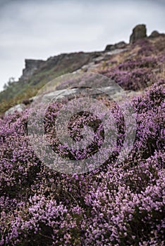 Beautiful English Peak District landscape from Curbar Edge of colorful heather during late Summer sunset using selective focus