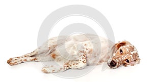 Beautiful English setter with brown spots