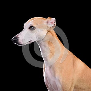 Beautiful English Whippet dog